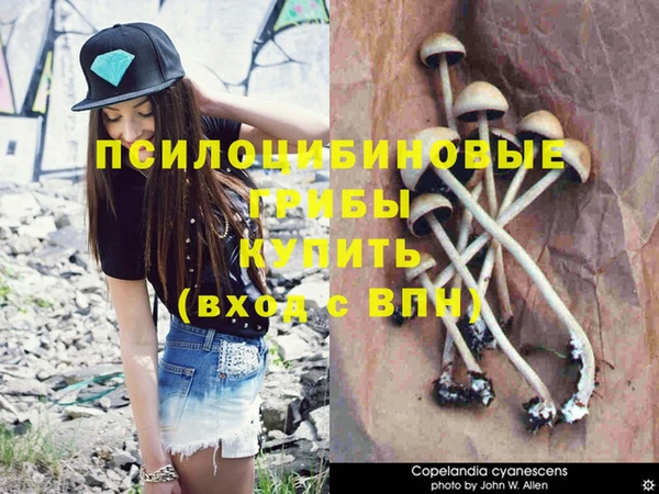 прущие грибы Зеленокумск